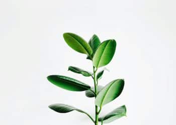 green leaf plant